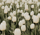 Abundant Grace -  A Free Devotion